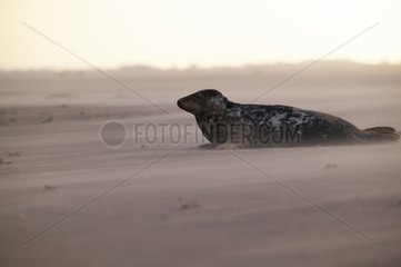 Grey seal on a sand beach
