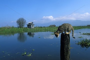 Cat balanced on a picket at the water's edge Burma