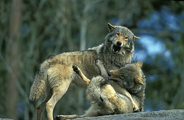 Loups d'Europe combattant Europe