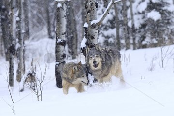 Gray wolves walking in a forest clearing in winter Montana USA