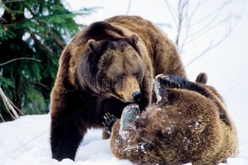 Ours bruns jouant dans la neige PN Bayerischer Wald