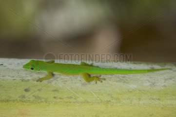 Green Gecko Seychelles