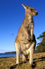 East Grey Kangaroo am NSW Australia Beach