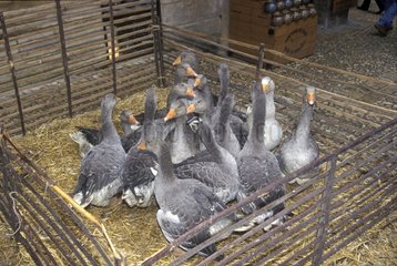 Oies élevées pour le foie gras dans leur enclos Périgord