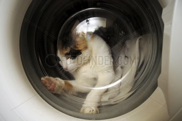 Female European cat in a washer France