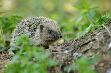 Hedgehog on a tree root in autumn Bourgogne