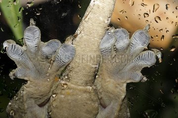 Legs of Leach's Giant Gecko