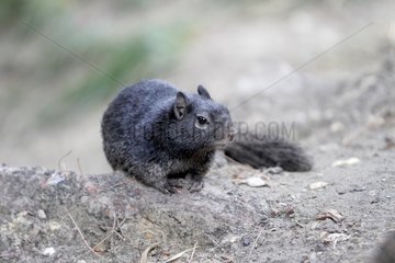 Rock Squirrel on ground