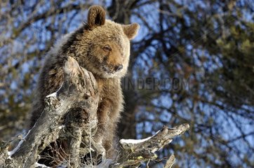 Young grizzly in the Rocky Mountains Montana
