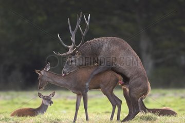 Red Deer mating with a doe in Sologne France