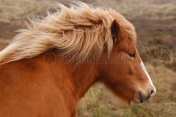 Niederlande Groninge Horse