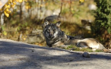 Alpha male Gray Wolf lying in an undergrowth Sweden