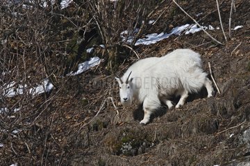 Mountain Goat Kenai peninsula Alaska