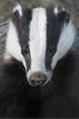 Head details of an European Badger Great Britain