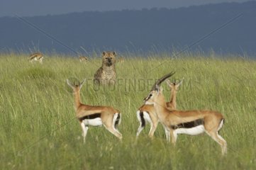 Thomson' Gazelle and Speckled Hyena Masai Mara Kenya