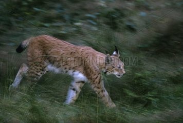 Eurasian Lynx walking in the forest Germany