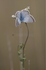 Chalkhill Blue male preparing for the night France