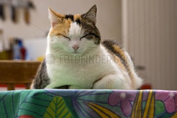 Portrait of a Cat lying on a kitchen table France