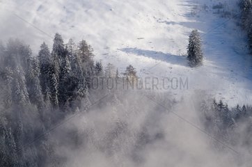Misty valley with fresh snow and coniferous trees