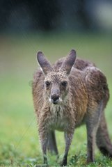 Portrait of Eastern Grey Kangaroo under rain Australia