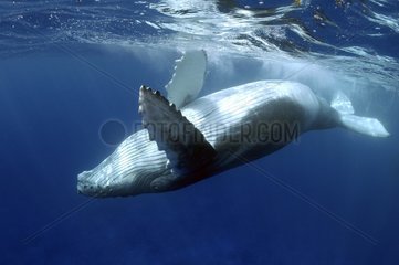 Humpback whale calf island Rurutu Austral Polynesia