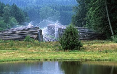 Watering logs after the storm of December 26  1999