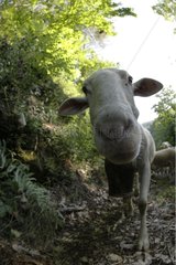 Ewe in Transhumance in den Cevennes Frankreich