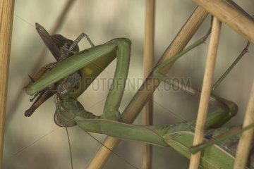 Mantis beten  eine Heubehälter Frankreich zu essen