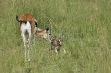 Thomson' Gazelle and new-born calf Masai Mara Kenya