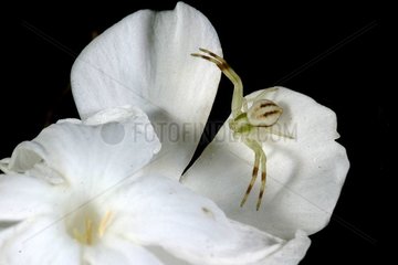 Goldenod Spider männlich auf den weißen Blütenblättern einer Blume