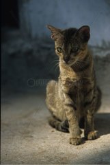 Site Alley Cat Asia