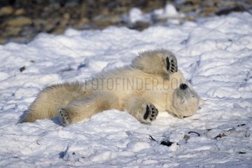 Polar bear rolling itself in snow Canada
