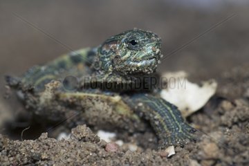 Red-eared pond slider hatching Germany
