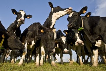 Herd of Holstein dairy cows in the meadow