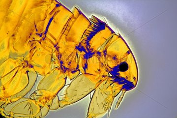 Kopf der Catfleas -Weibchen unter Mikroskop