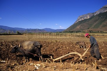 Moso Farmer pflügt sein Feld mit seinem Büffel