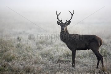 Stag standing in the mist in autumn GB