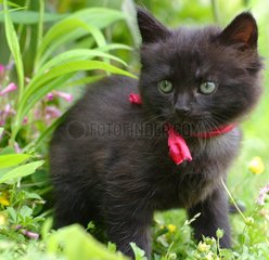 Porträt einer jungen She-Cat in einem Garten