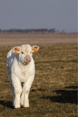 A Charolais calf in a meadow France