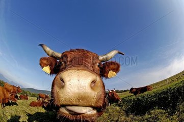 Salers Cow Graze Grand Ballon die Vosges France