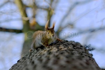 Red squirrel climbing on a branch Germany