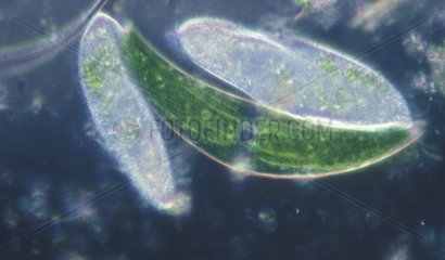 Deux Paramécies prédatant une algue unicellulaire