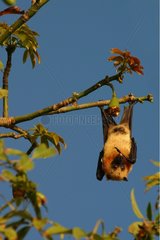 Flying Fuchs von Komoros  die an einem Zweig aufgehängt sind