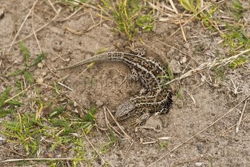Sand Lizard (Lacerta agilis). Laying eggs. Molslaboratoriet  Denmark in June