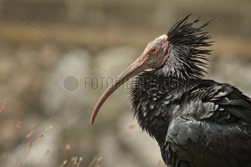 Portrait of Northern bald ibis