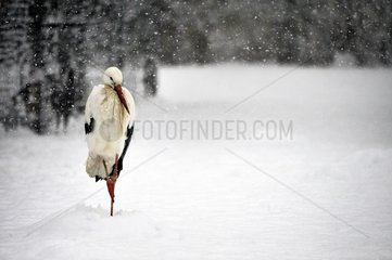 White Stork at rest in snow