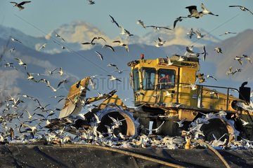 During winter period thousands of gulls  many herons  kites  egrets  and rarely storks reach the dump to feed
