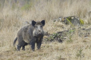 Wild boar (Sus scrofa)  Tusker  Spessart  Bavaria  Germany  Europe