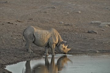 Black Rhinoceros coming to drink from a water point.