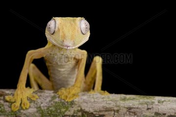 Lined Flat-tail Gecko (Uroplatus lineatus)  Madagascar